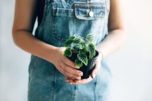 10 pientä kasvia, joilla on näyttävät lehdet