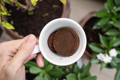 Kuinka käyttää kahvinpuruja kasvien hyväksi