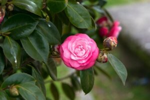 7 ruusumaista kukkaa puutarhaasi