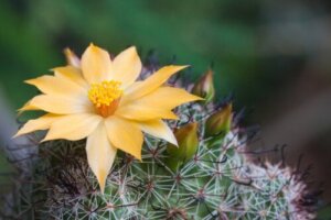 6 vinkkiä, joilla saat kaktuksen kukkimaan