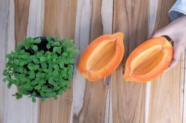Kuinka kasvattaa papaija kotona ja saada satoa alle vuodessa
