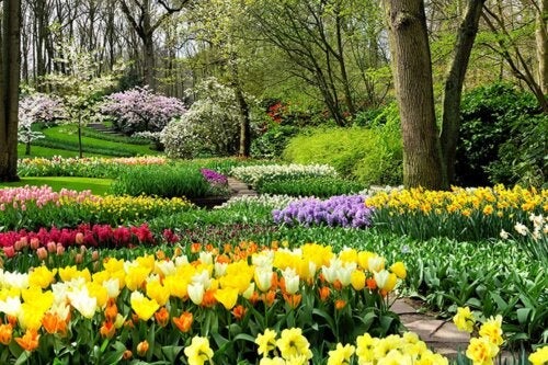 Kevät on täällä! Istuta nämä sipulikasvit puutarhaan täyttääksesi sen väreillä