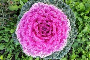 Vinkkejä värikkäiden koristekaalien kasvattamiseen