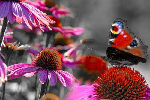Kasveja ja hoitovinkkejä perhospuutarhan perustamiseen