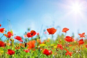 10 puutarhakasvia, jotka kestävät parhaiten aurinkoa ja kuivuutta