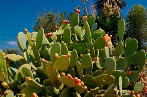 Kuinka opuntia istutetaan: täydellinen opas