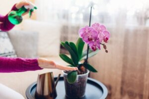 7 värikästä sisäorkideaa kotisi sisustamiseen