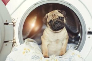 5 vinkkiä lemmikkien sängyn ja petivaatteiden turvalliseen puhdistamiseen