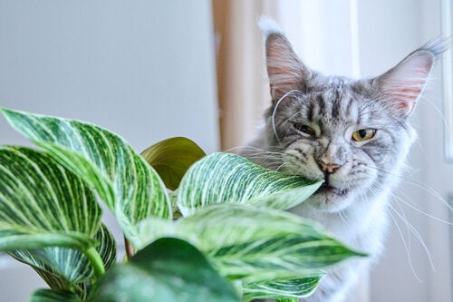 8 vaarallista huonekasvia koirille ja kissoille: pidä huolta lemmikistäsi!