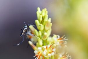 Vältä näitä kahta hyttysiä houkuttelevaa kasvityyppiä, jos olet altis hyttysenpistoille