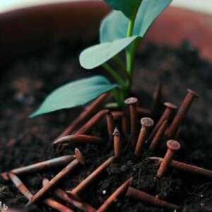 Miten käytät ruosteisia nauloja antaaksesi rautaa kasveille