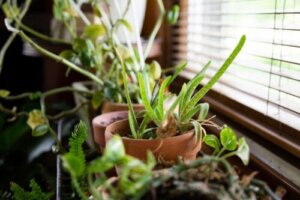 10 kasvia, jotka viilentävät kotia kuumalla säällä