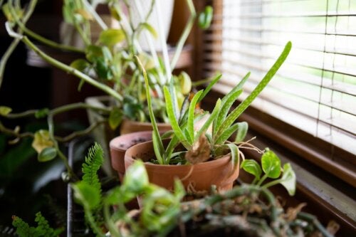 10 kasvia, jotka viilentävät kotia kuumalla säällä