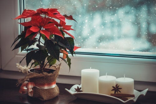 Miten sisällyttää kasveja joulukoristeluun?