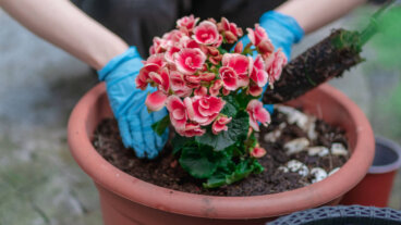 Miten begonioita hoidetaan?