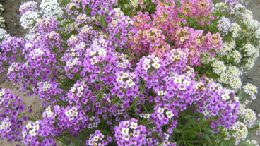 Tuoksupieluksen hoito