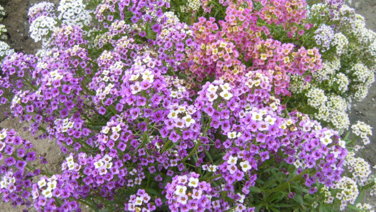 Tuoksupieluksen hoito