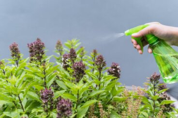 Parhaat kasvit hyttysten karkottamiseen