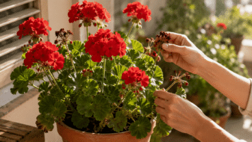 Onko punainen pelargoniisi menettänyt kukkia kuumuuden vuoksi? Näin autat sitä ilman liikakastelua