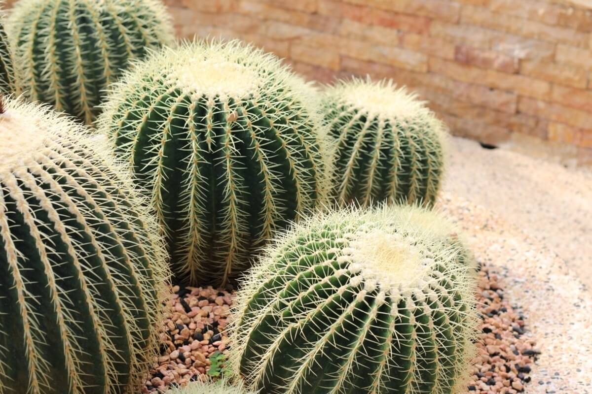Echinocactus grusonii -kaktus
