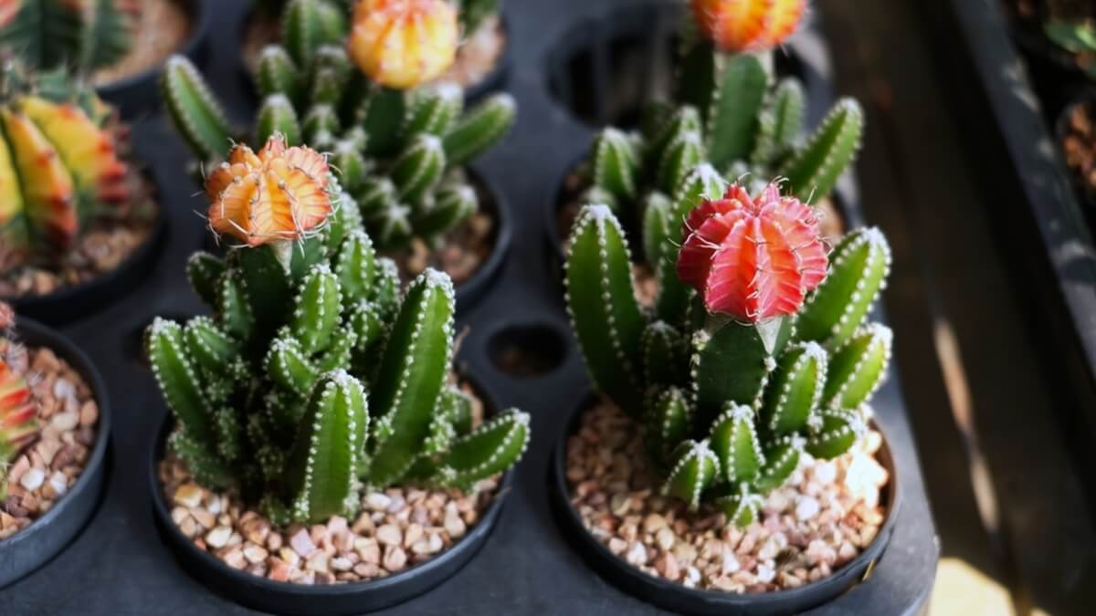 Gymnocalycium-kaktus