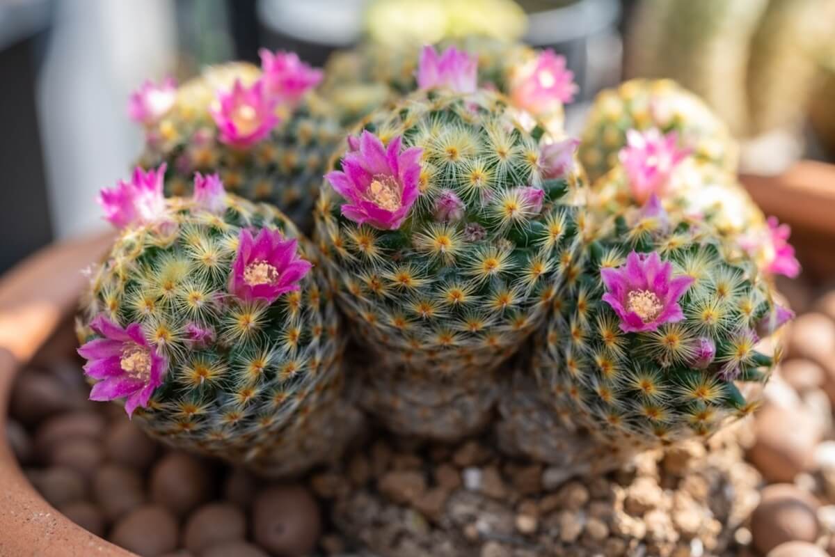 Mammillaria-kaktus