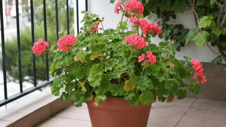 Kastelin pelargonioita joka toinen päivä: 4 havaintoa