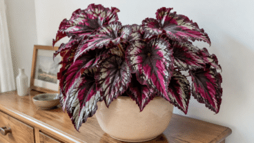 Begonia rex: värikkäät lehdet ilman kuivia reunoja