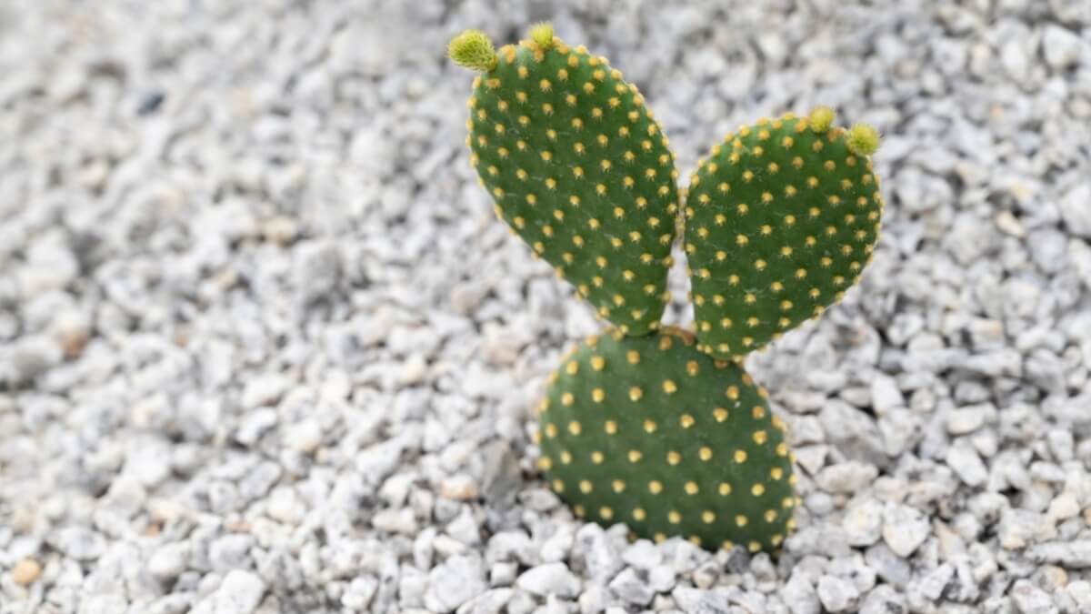 Opuntia microdasys -kaktus