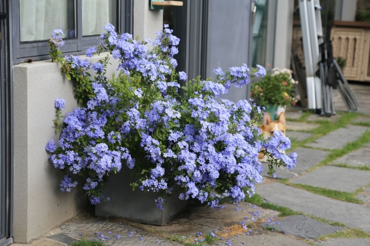 Plumbago
