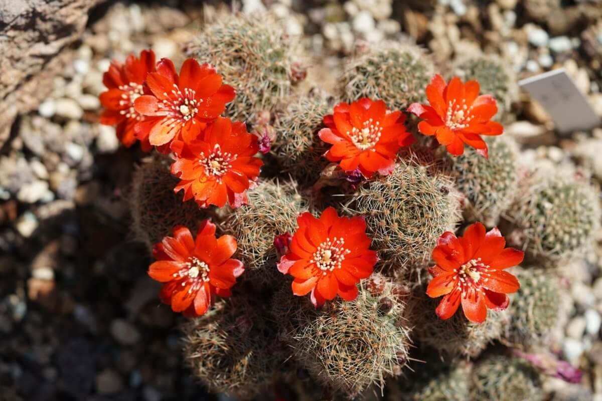 Rebutia-kaktus