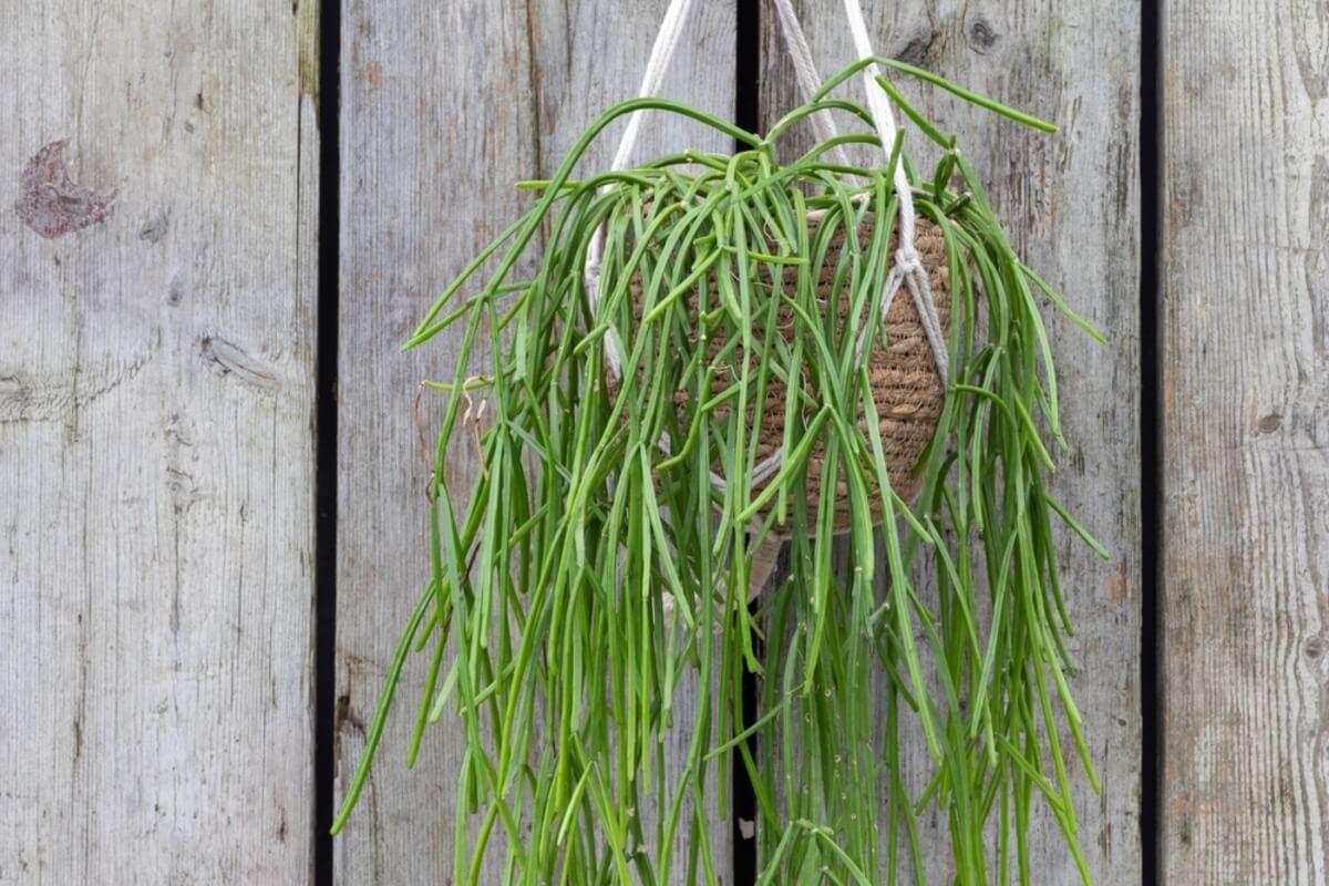 Rhipsalis-kaktus