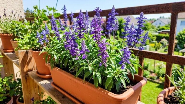 Salvia farinacea, sinivioletteja kukkia