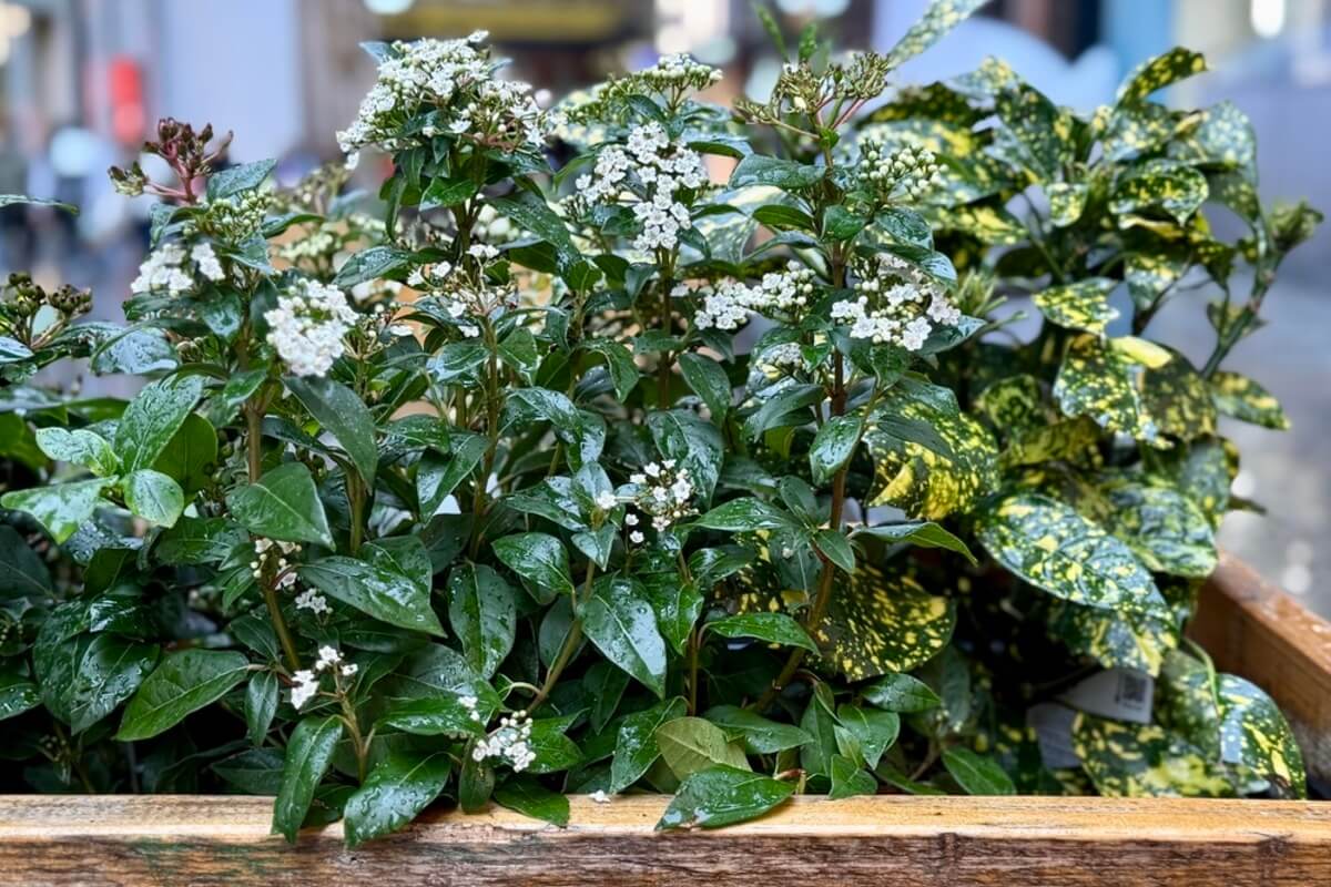 Viburnum tinus